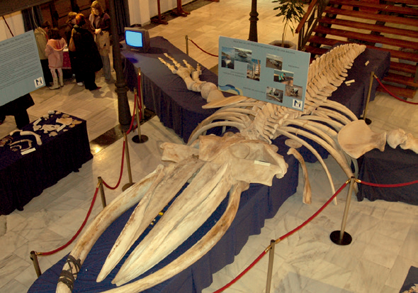 fundación museo del mar ceuta