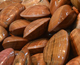 pescados y mariscos 1 de ceuta